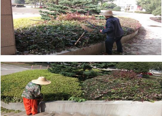 綠植修剪，美化環(huán)境